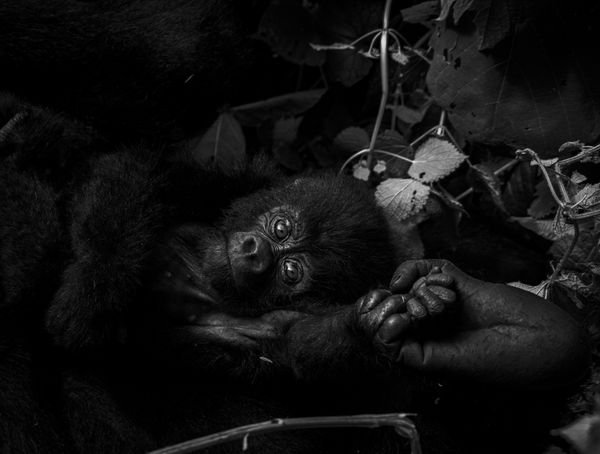 Baby Gorilla while hiking at Bwindi Mountain Reserve thumbnail