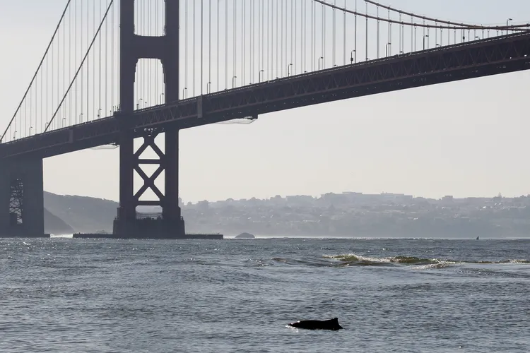 the dorsal fin and back of a harbor porpoise poke out of the water in front of the Golden Gate Bridge