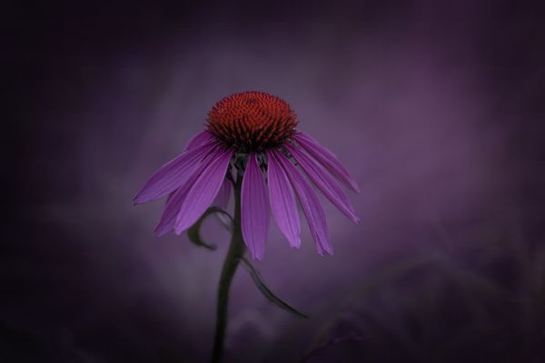 Echinacea Daydream thumbnail