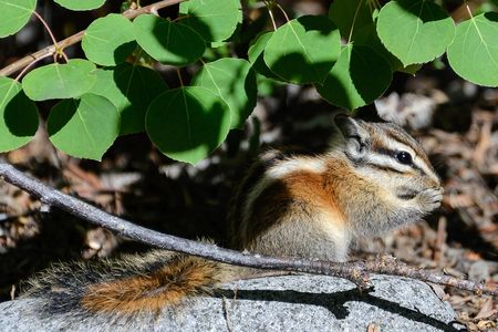 Rodents within the area undergo regular tests where officials trap them, anesthetize them, and comb them for fleas.

