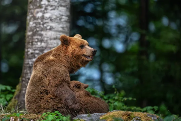 Baby bear is hungry thumbnail