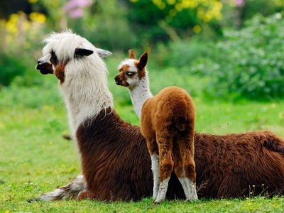 A pair of fuzzy alpaca.