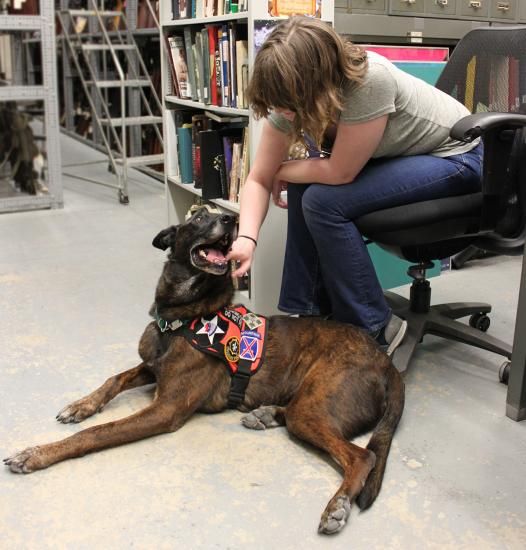 Woman in a chair leaning down to pet a dog, books on shelf in background