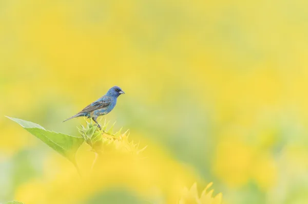 Indigo bunting portrait thumbnail