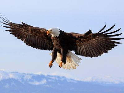 In Maryland, 13 bald eagles will soar no more.