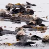 Sea Otters Have Helped Bolster California’s Kelp Forest icon