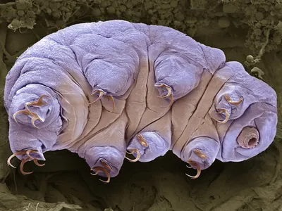 Colored scanning electron micrograph of a water bear, or tardigrade