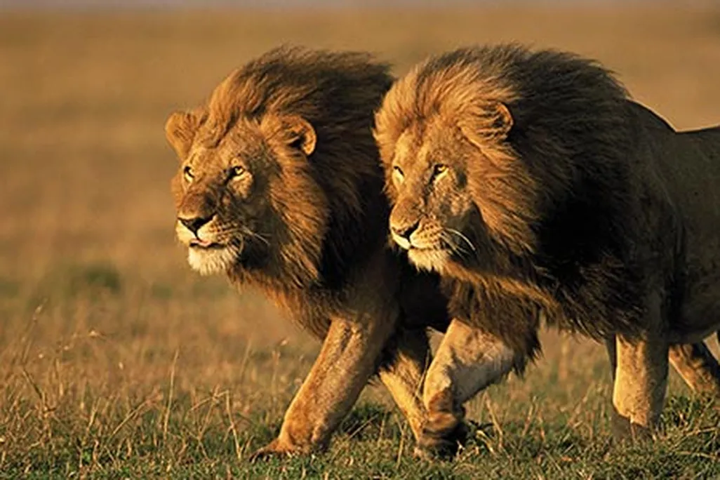 Two male lions in Kenya