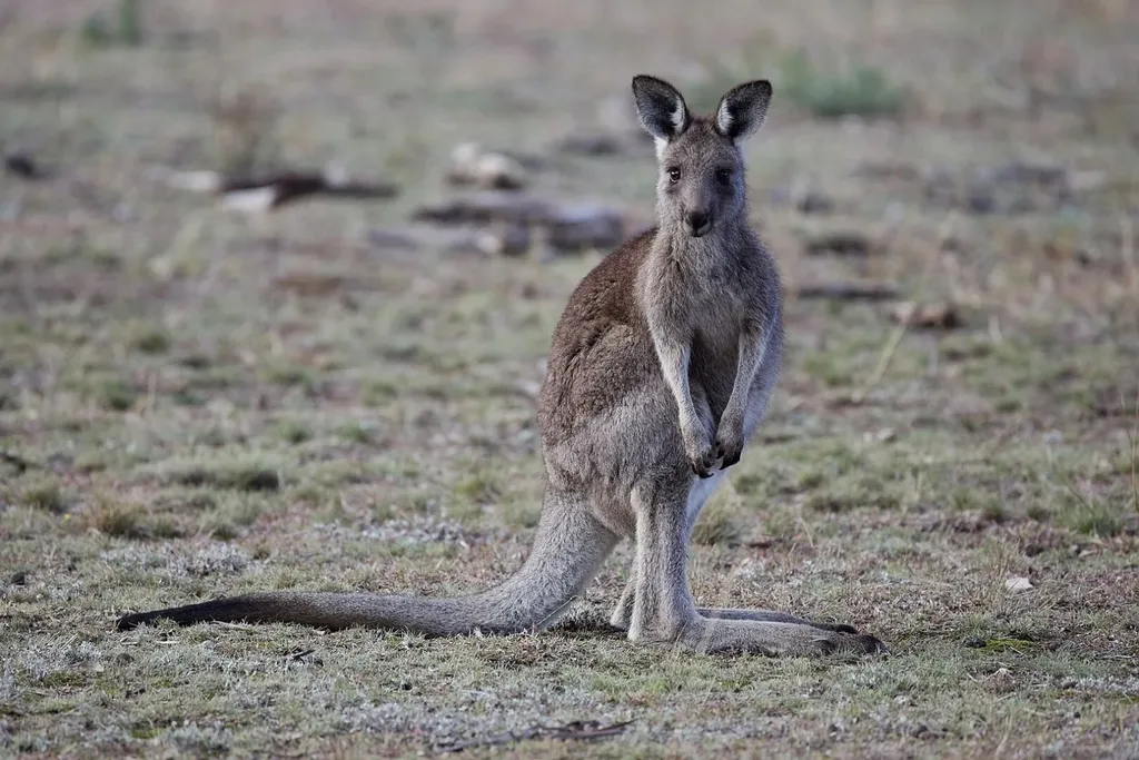 An eastern grey kangaroo in a field