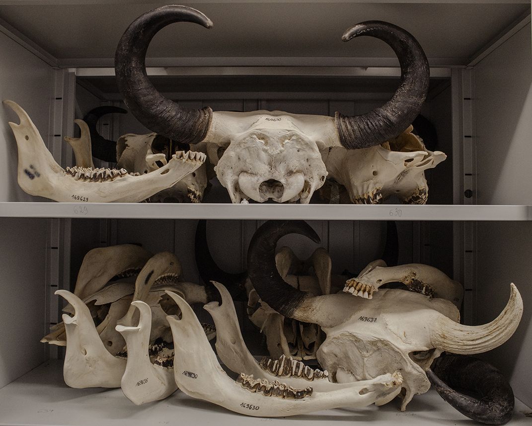 The Mammal Research Institute