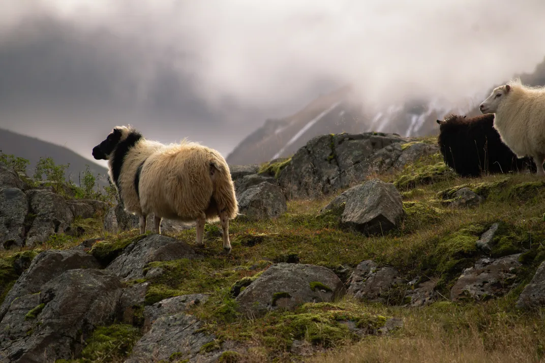 Icelandic Sheep in Borgarfjordur Eystri