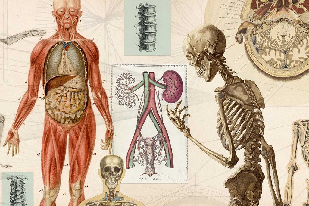 Human Skeleton and Other Organs