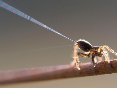 A spider prepares to "balloon" by shooting a threat of silk out of its butt. By catching the wind with their silk, baby spiders can explore or colonize new habitats. When millions of spiders do this at the same time, it resembles rain or snow. 