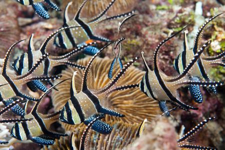 The striking Banggai cardinalfish is a popular collector's fish. It's also an endangered species in the wild.