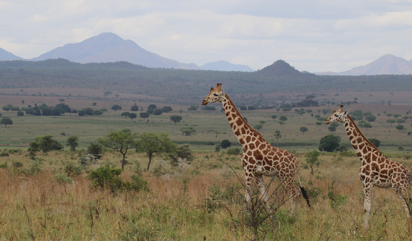 giraffe-nzcbi-michael-brown.png