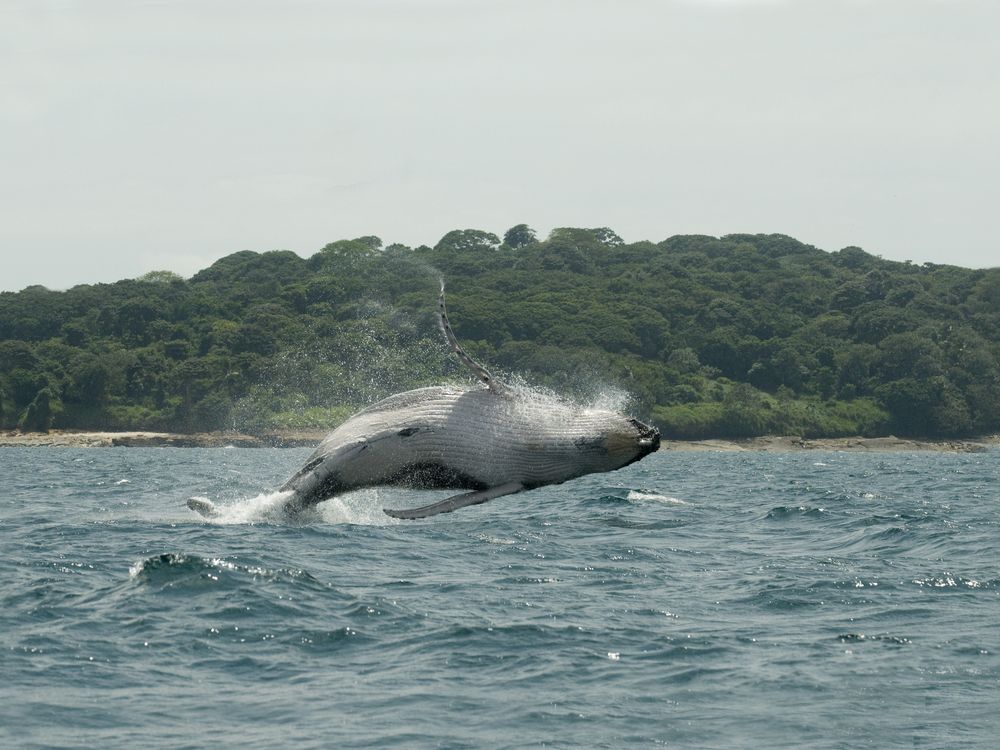 Humpback Whale Leaps from Water, Panama