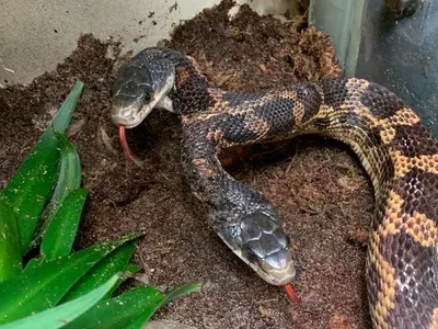 The snake&#39;s new enclosure is specially designed to help the creature avoid hurting itself.
