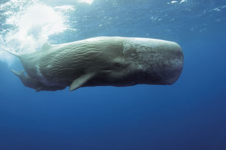 Sperm whales communicate by making clicks.