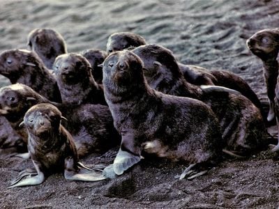 Fur seal pups on Bogoslof Island.

