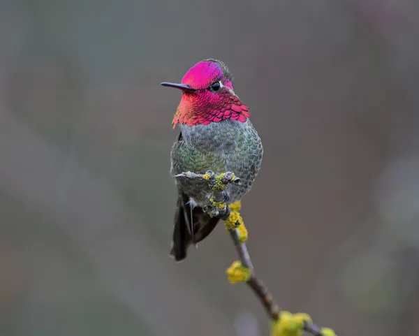 Anna's Hummingbird thumbnail