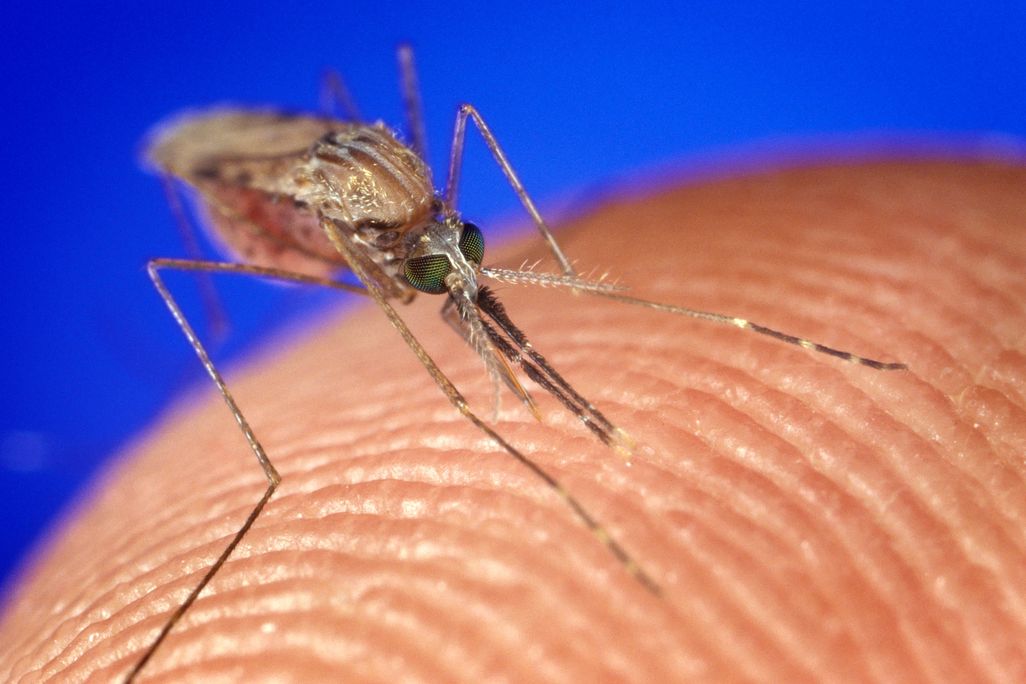 mosquito