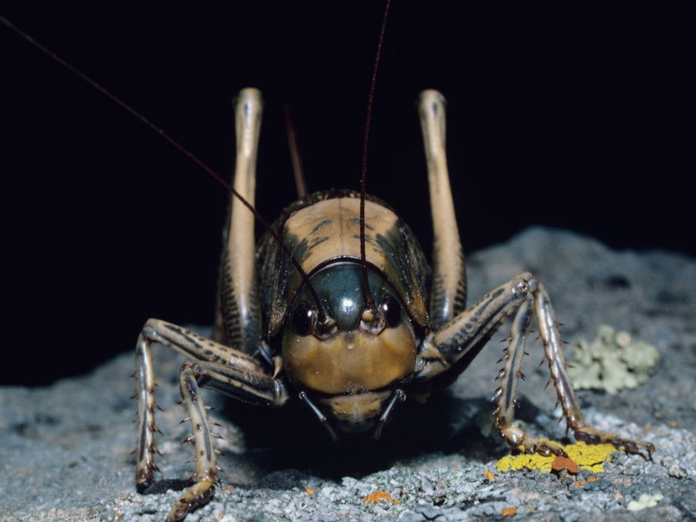 yellowish-brown insect sits on stone ground