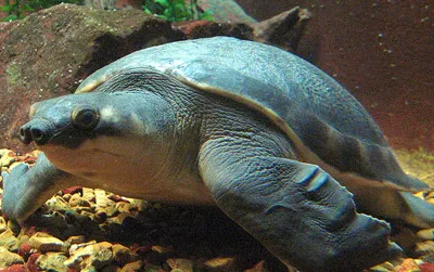 A pig-nosed turtle at the Shedd Aquarium