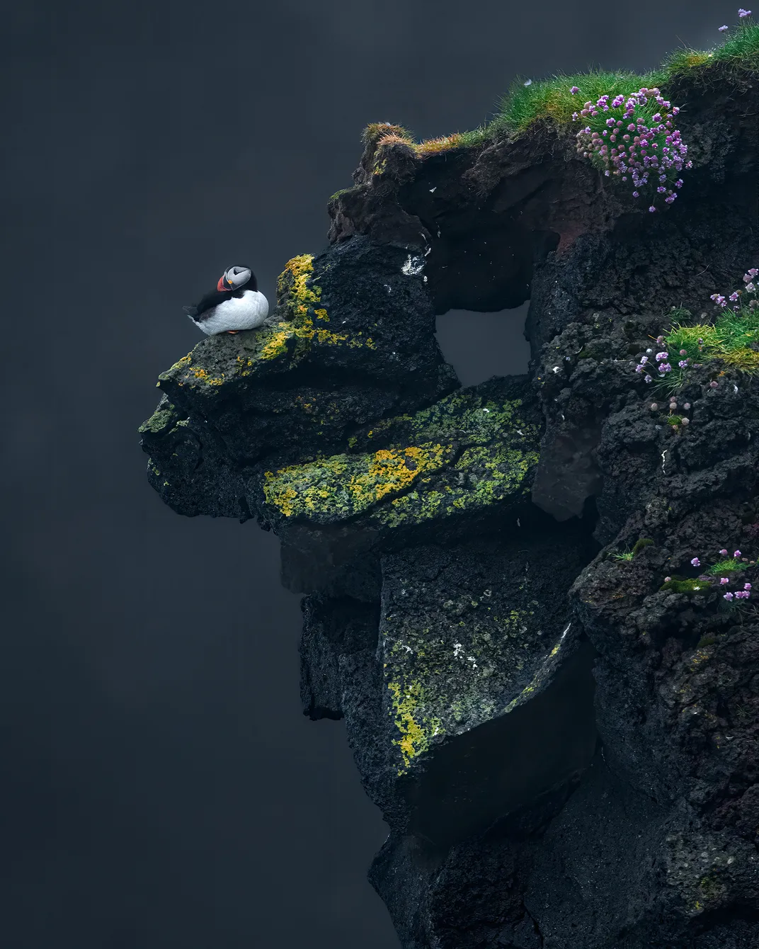 An Atlantic Puffin sits on the edge of a craggy cliffside, its head turned to the left, its white breast in sharp contrast to the gray background. Lime green algae and small purple wildflowers drape the cliff, breaking up the otherwise dark image.