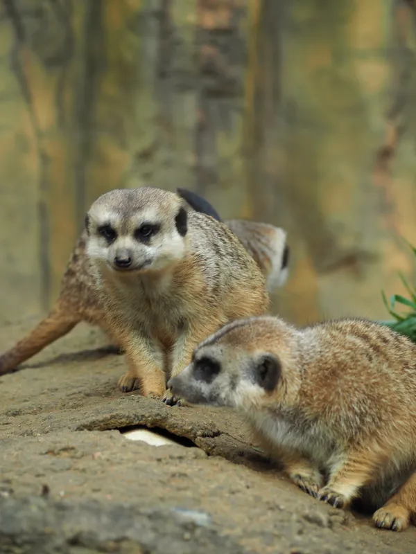 The sporty mongoose thumbnail