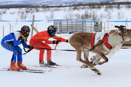 Reindeer races at the Sami Easter Festival.