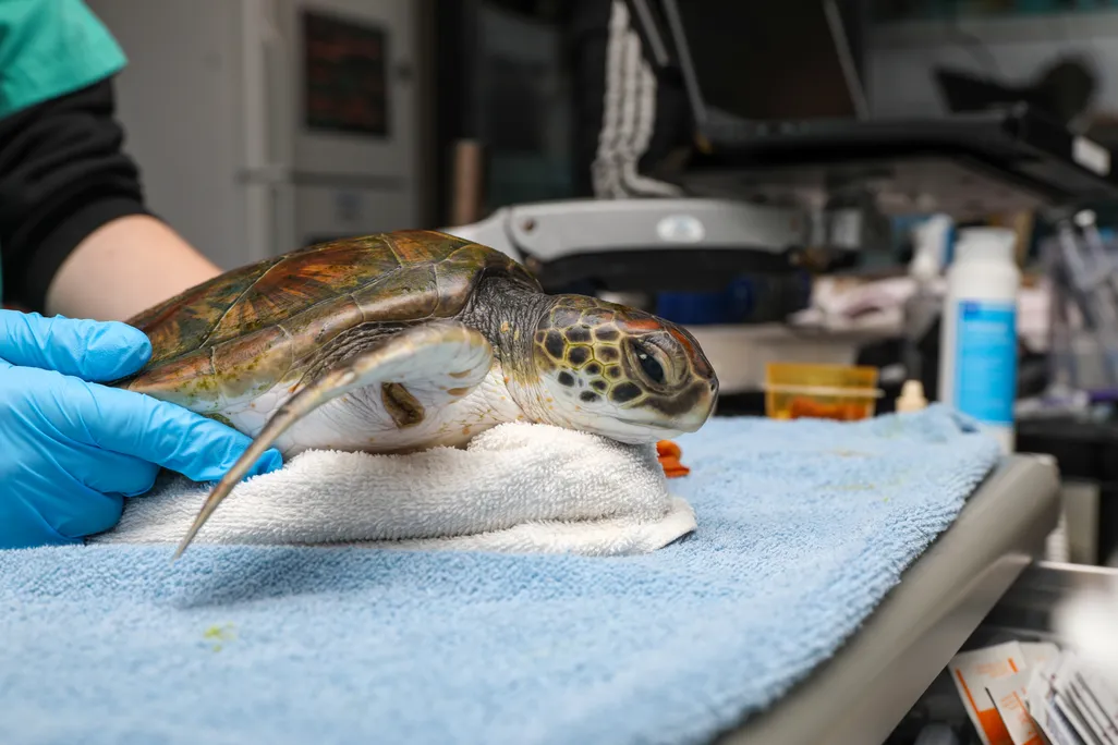 Turtle in a medical setting