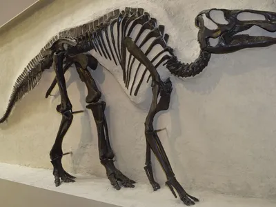The skeleton of a 70-million-year-old hadrosaurus dinosaur, the same genus as the dinosaur specimen in the new study, at the Royal Ontario Museum in Toronto, Canada.&nbsp;