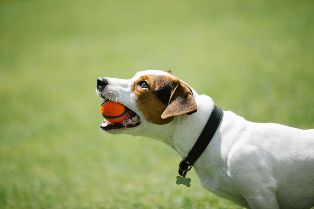 Small white dog with a ball in its mouth