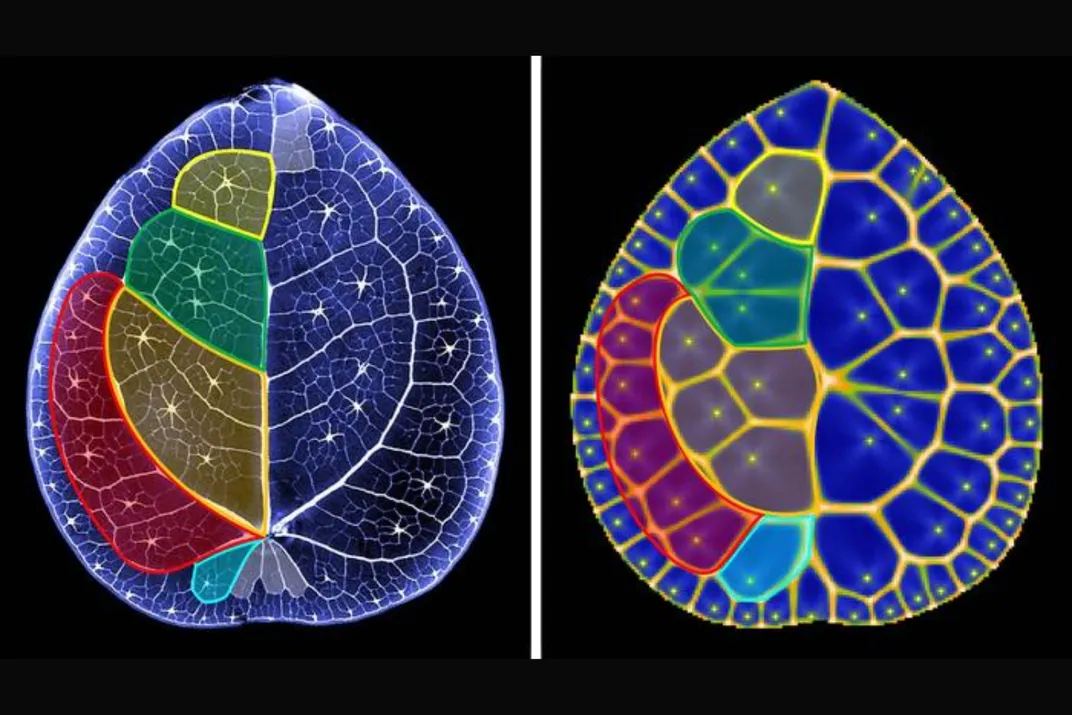 Two leaves with sections highlighted