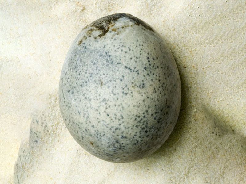 Roman Egg
