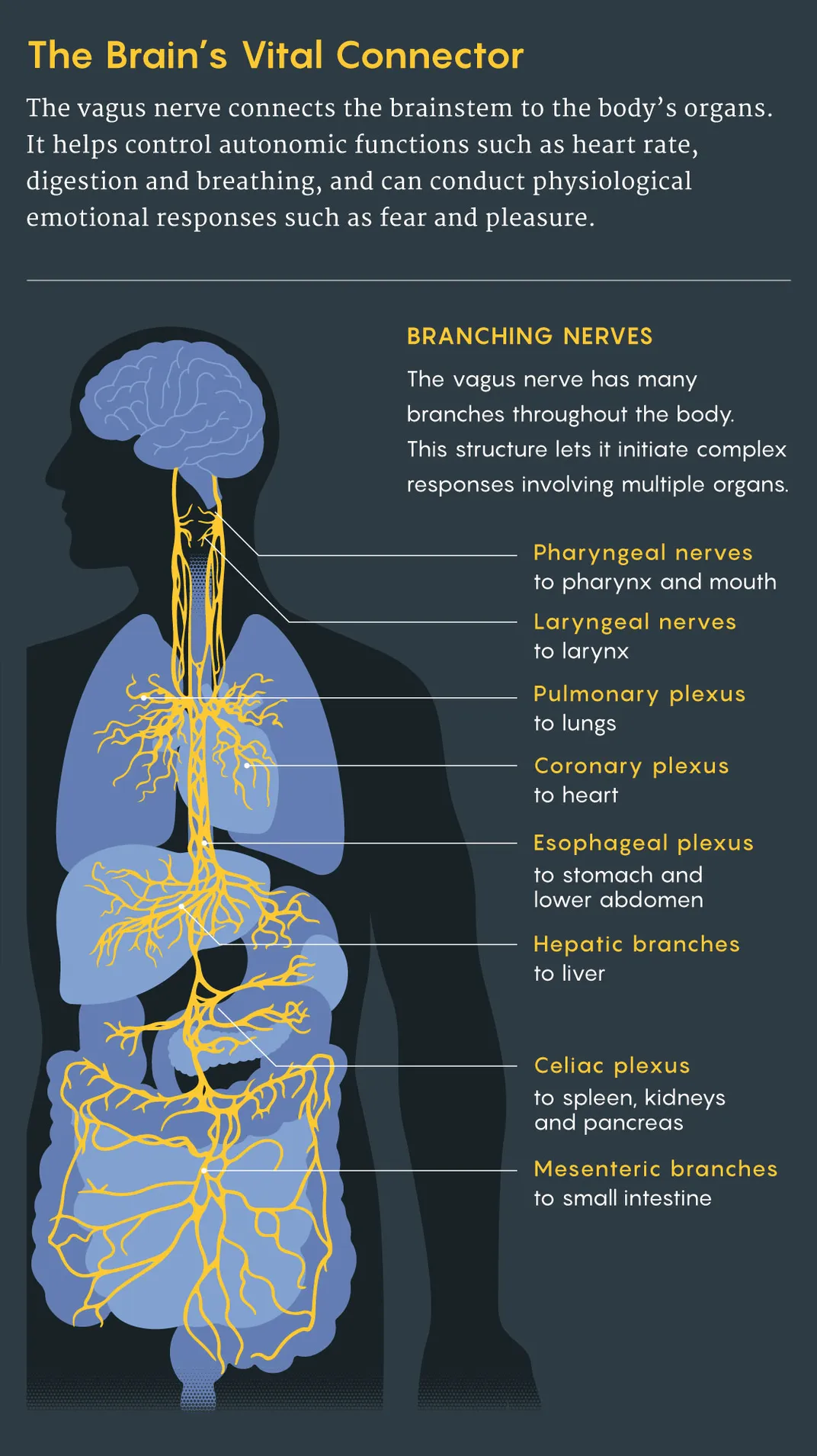 Vagus Nerve Illustration