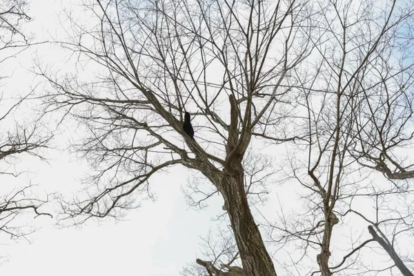 The Watcher in Winter thumbnail