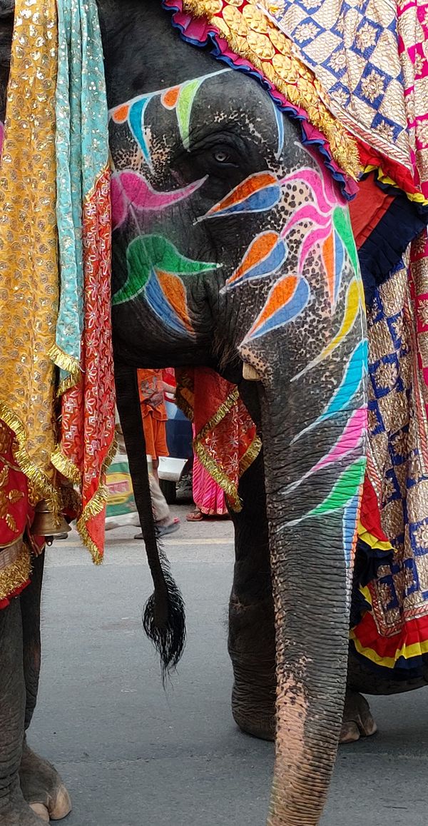 Street religious parade in Jaipur, India, August 2022, elephant thumbnail