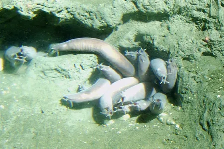 A group of hagfish hanging out on the floor of the Pacific.