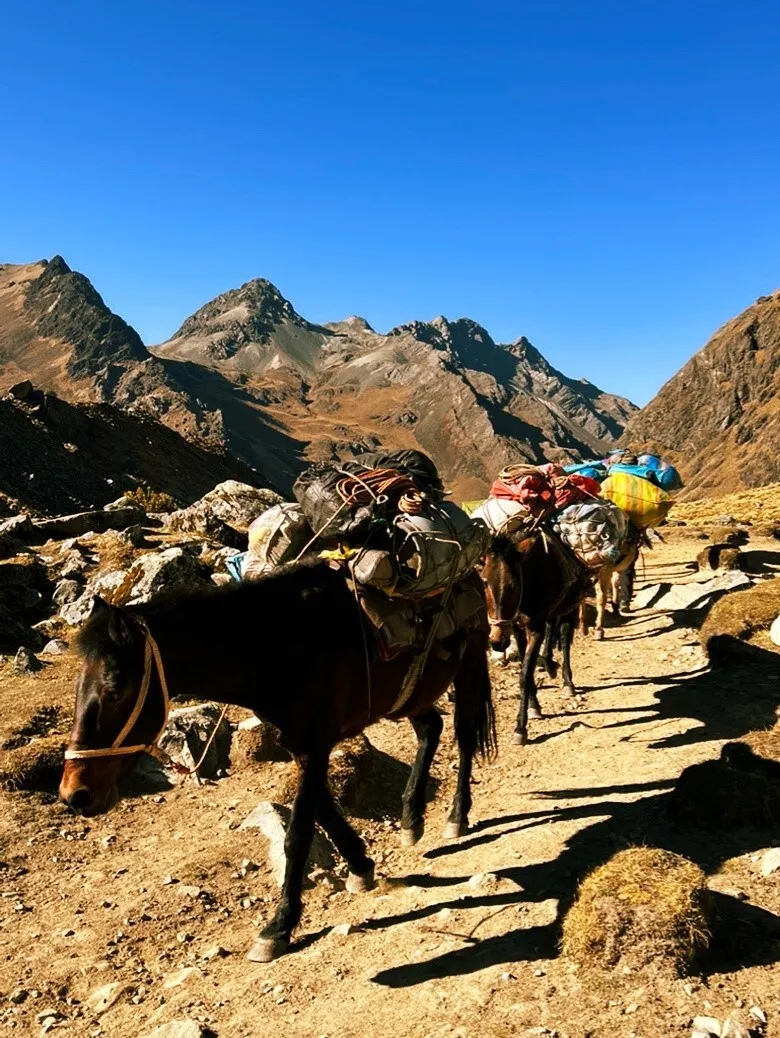 horses carrying baggage walk in a line on a path through the mountains