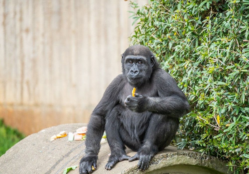Western lowland gorilla Moke eating a snack