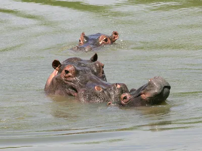 Hippos swim in an artificial lake in a farm in Puerto Triunfo, Colombia, December 21, 2006.
