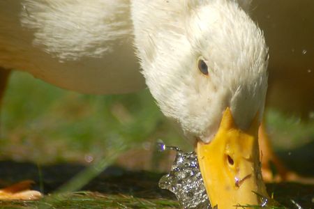 Dabbling around for a meal.