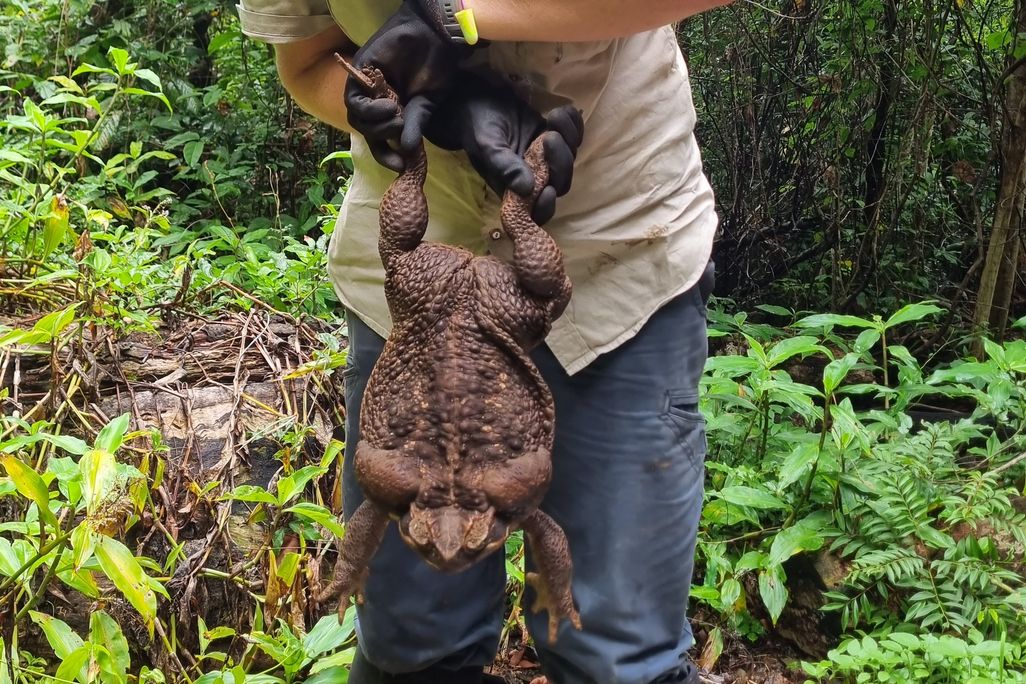 A park ranger holds a giant toad by the hind legs.