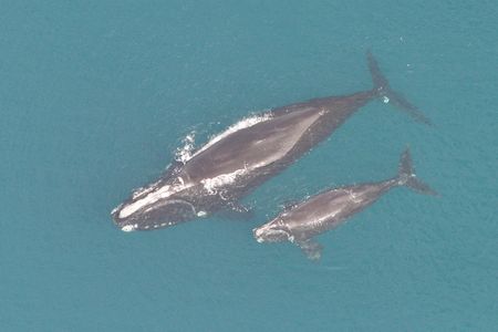 Whales are especially vulnerable during the calving season since the mother-calf pairs float at the surface, raising their chances of encountering boats.

