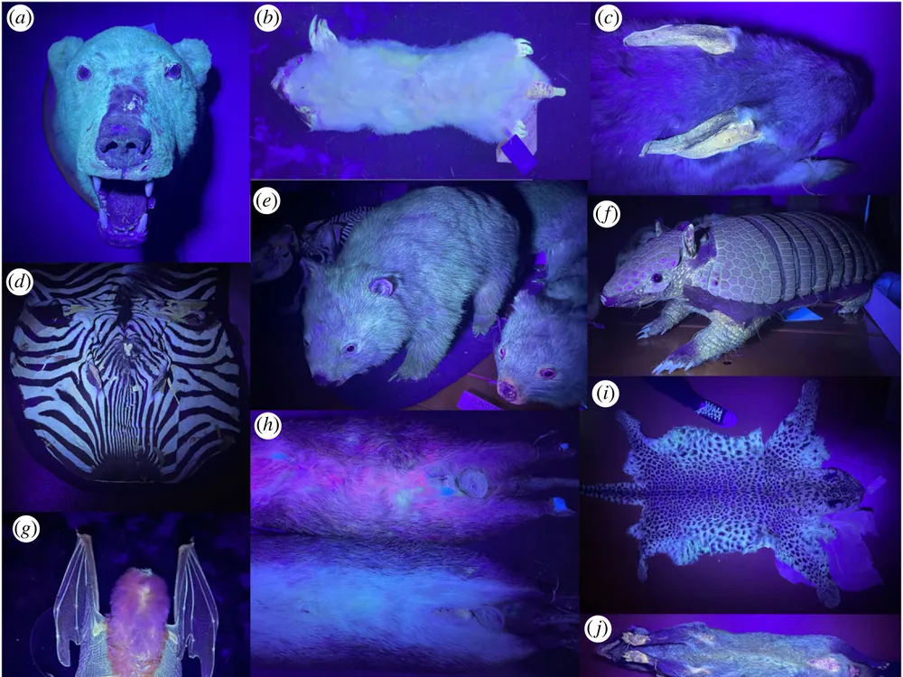 More Mammals Can Glow in the Dark Than Previously Thought