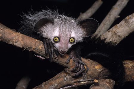 Aye-aye