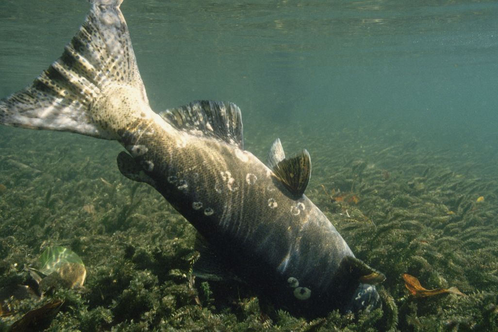 Dead chinook salmon