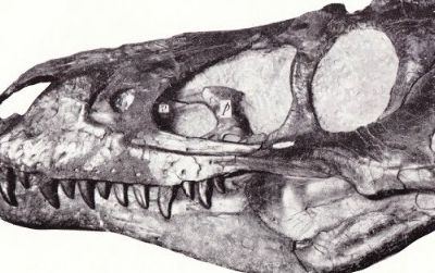 The skull Gilmore described as "Gorgosaurus lancensis"