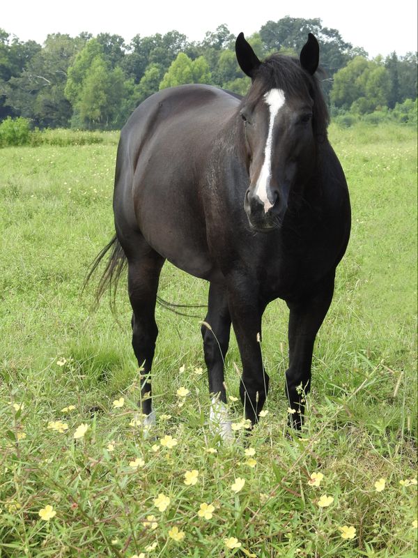 A Horse Standing in a Field thumbnail